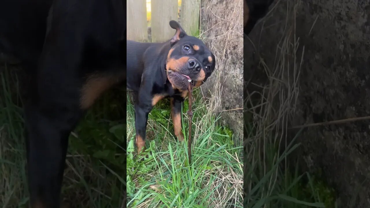 VIRAL PUPPY GOES FOR A WALK [4K#] #shorts #short #subscribe