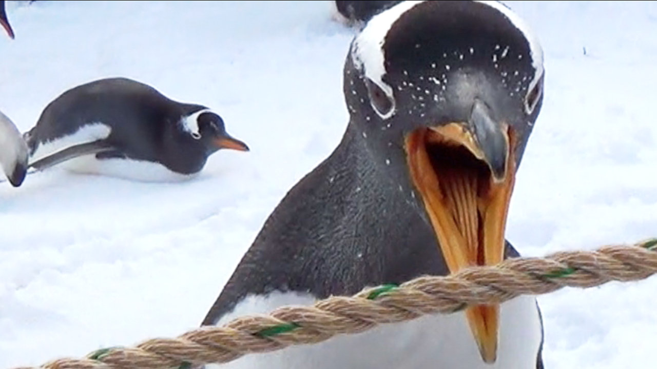 Curious Penguin making OMG face