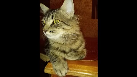 cat - funny cats ✪ cute and baby cats videos compilation #85