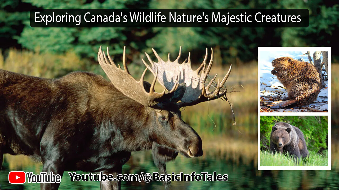 Exploring Canada's Wildlife Nature's Majestic Creatures