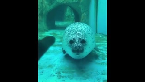 Cute baby animals Videos Compilation cute moment of the animals