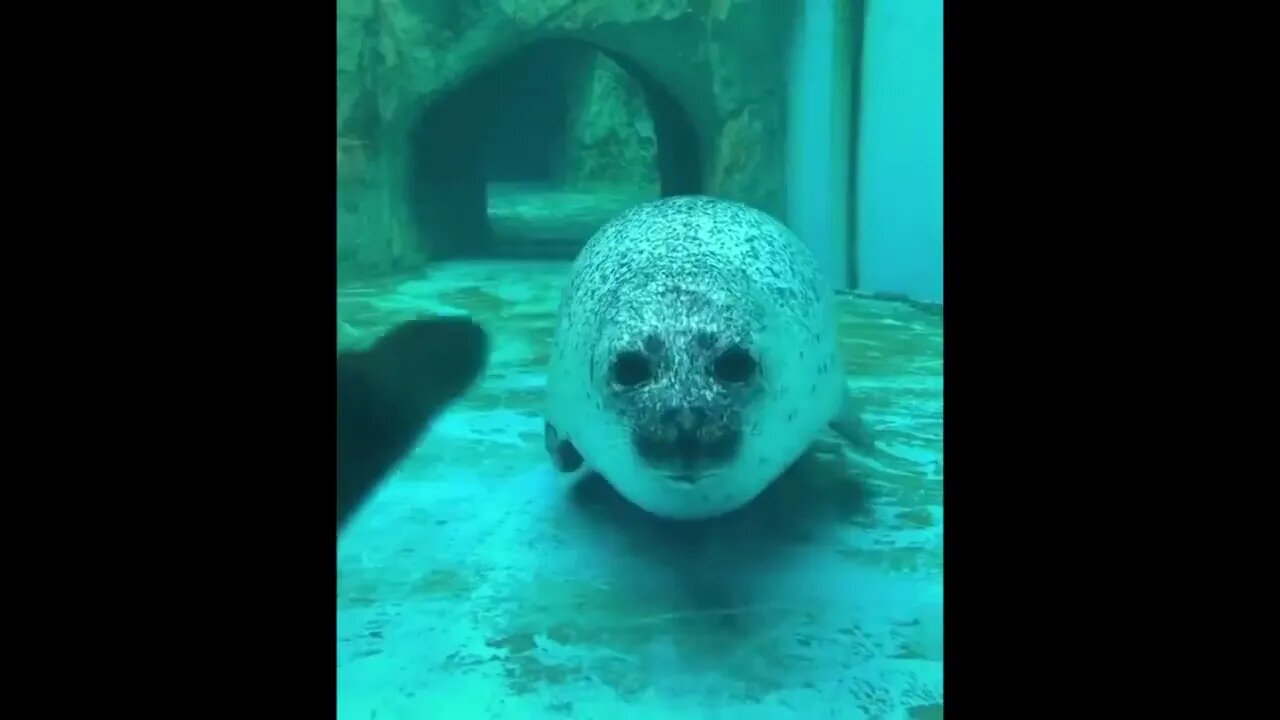 Cute baby animals Videos Compilation cute moment of the animals