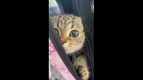 Whisker Wonderland: A Comedy Extravaganza of Cat Capers