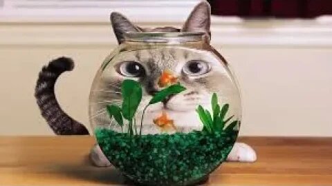 So Cute Cats Funny Videos | Cat Cuch Fish😺🐟 | Cats And Dogs Funniest Videos