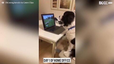 Ce chien de berger fait du télétravail en confinement !