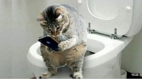 Funny And Cute Cat'S Life, Cats And Owners Are The Best Friends Videos