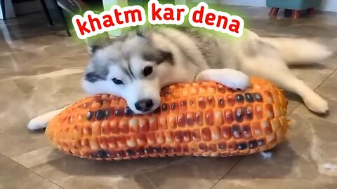 Dog pani pi rha hai