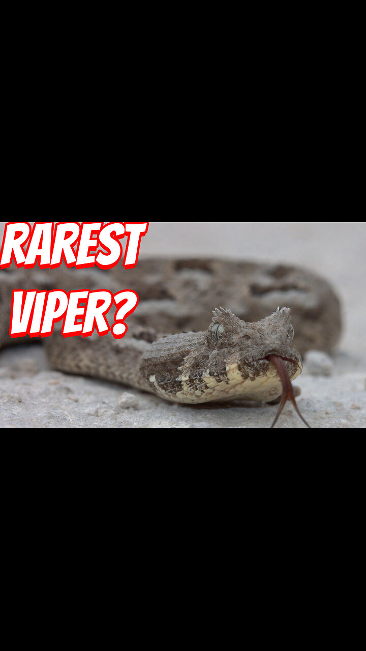 The Rarest Viper To See!