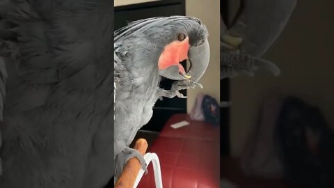 देखो तोता केसे खाता हैं||parrot eating food||homemade dog food||animal fights#Animal #Shorts