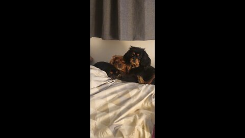 Cutie Cavaliers
