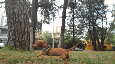 Dachshund dog running through a park to reach its owner