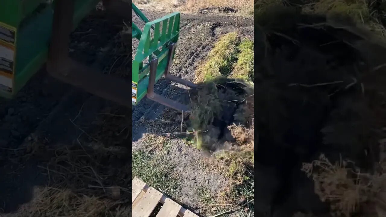 Harvesting carrots the red neck way.