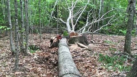 Kubota L34OOdt pulling oak