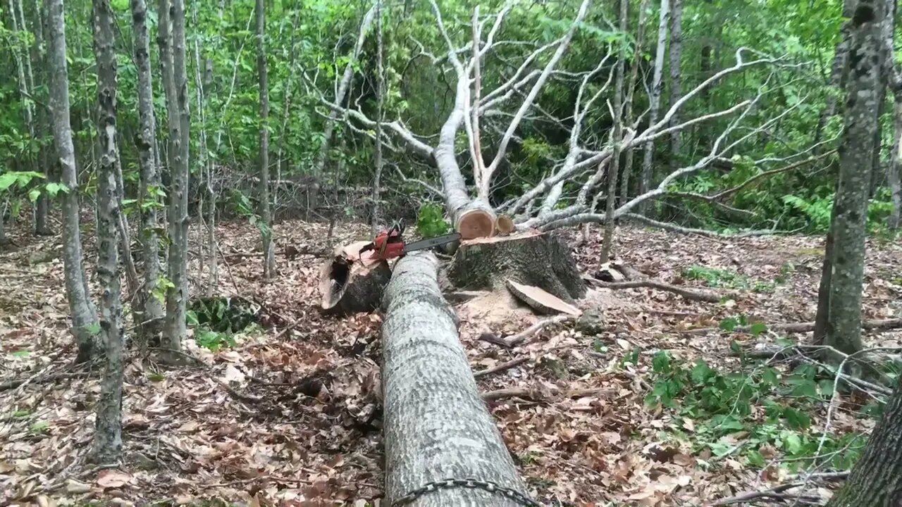 Kubota L34OOdt pulling oak