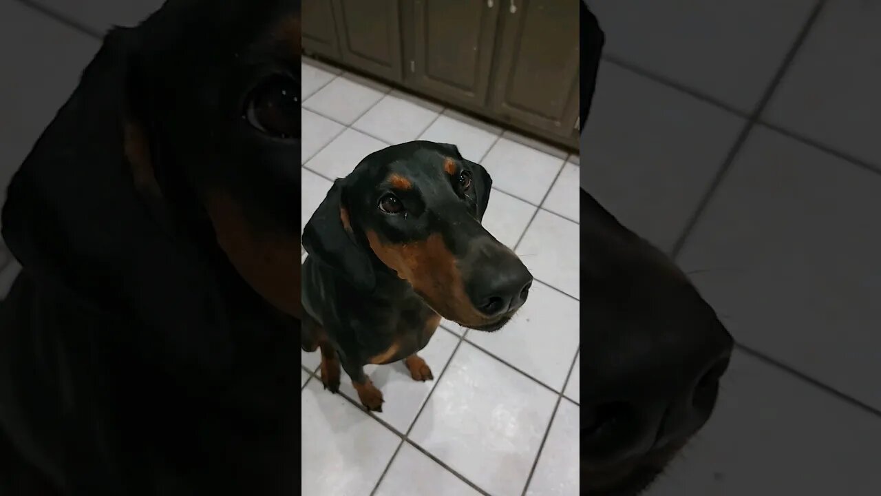 Nala the #doberman favorite #snack #shorts #like #share #subscribe #viral #dog