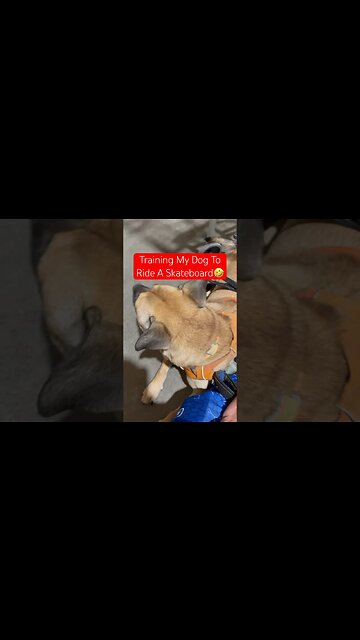 Picking My Dog’s New Skateboard🛹🤣