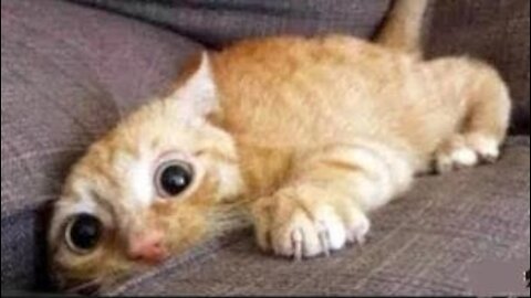 💗Cute And Funny Pets ! Try Not To Laugh To These Pets Compilation