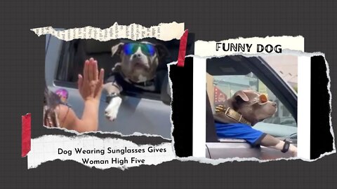Canine Wearing Sunglasses Gives Woman High Five.