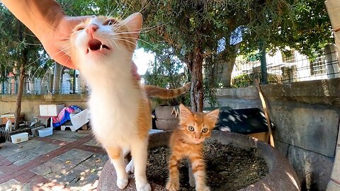 If you go to the cat house in the square, you will be healed by the many kittens