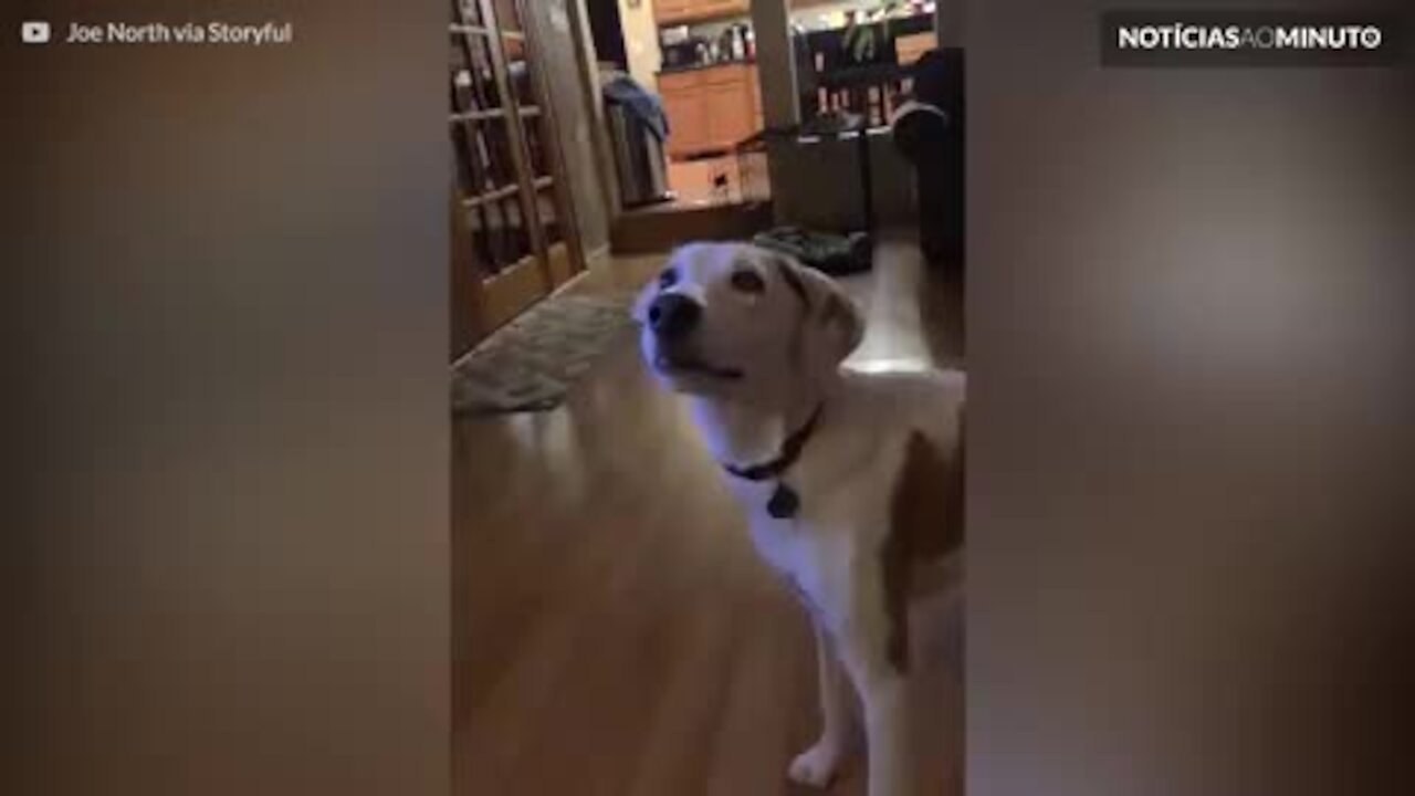 Brinquedo de cão faz som assustador em slow-motion!