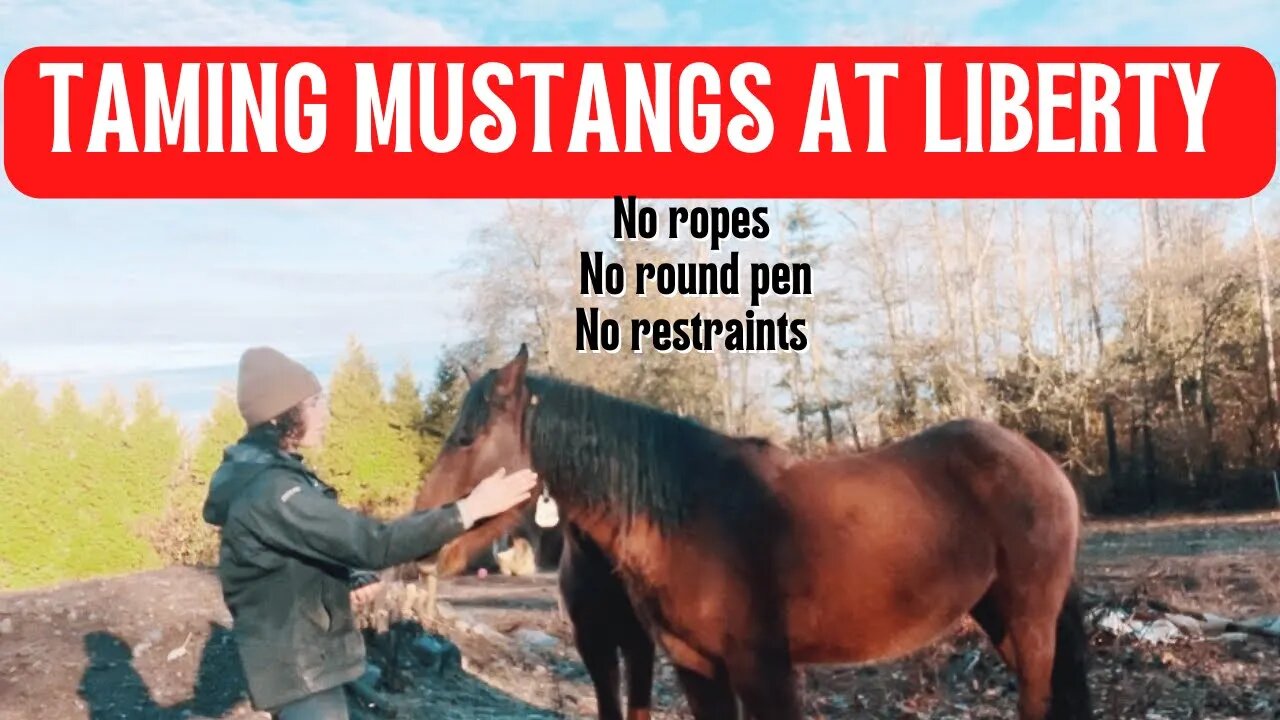 Taming Mustangs At Liberty: Teaching The Hand Target