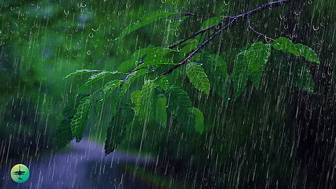Relax to the sound of rain in the forest