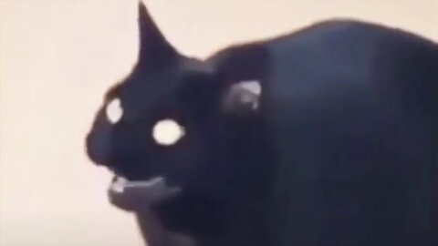 [10 HOURS] of Morse Cat