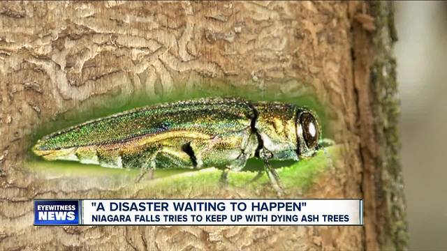 "A disaster waiting to happen": Niagara Falls tries to keep up with dying ash trees--6pm