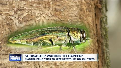"A disaster waiting to happen": Niagara Falls tries to keep up with dying ash trees--6pm