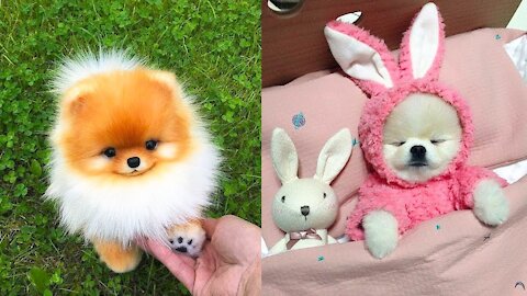 Baby Dogs - Cute and Funny Dog Videos Compilation #23 | Aww Animals