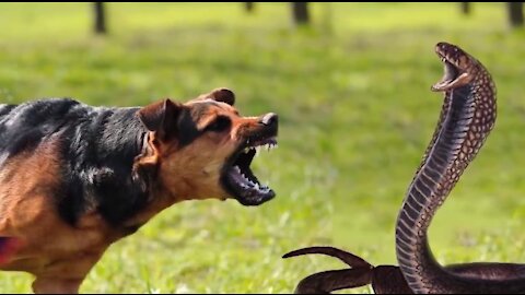 DOG VS SNAKE