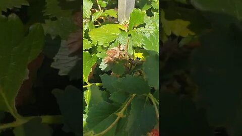 Garden Tower Strawberry Galore!