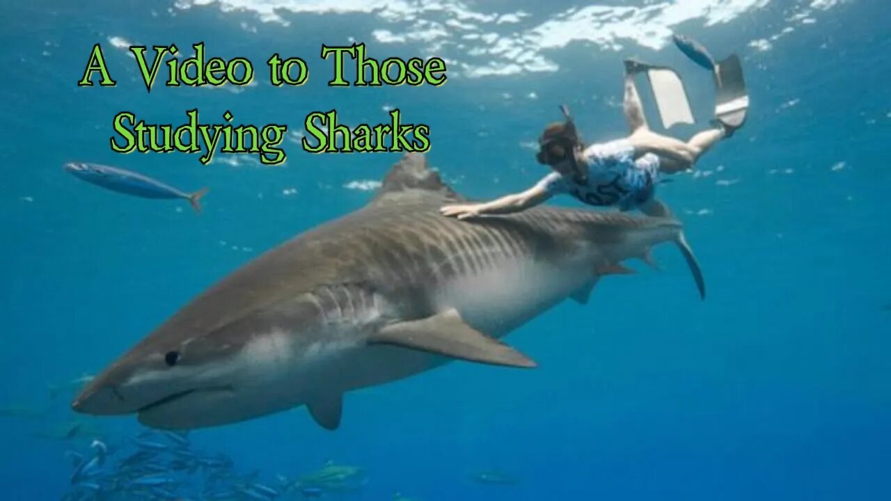 A Video To Those Studying Sharks