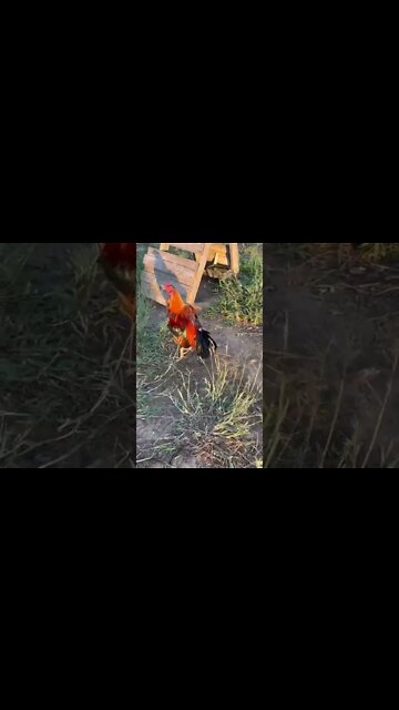 Future Brood Cocks Hamlin/Jap