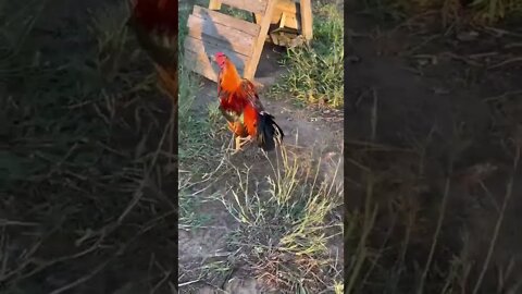Future Brood Cocks Hamlin/Jap