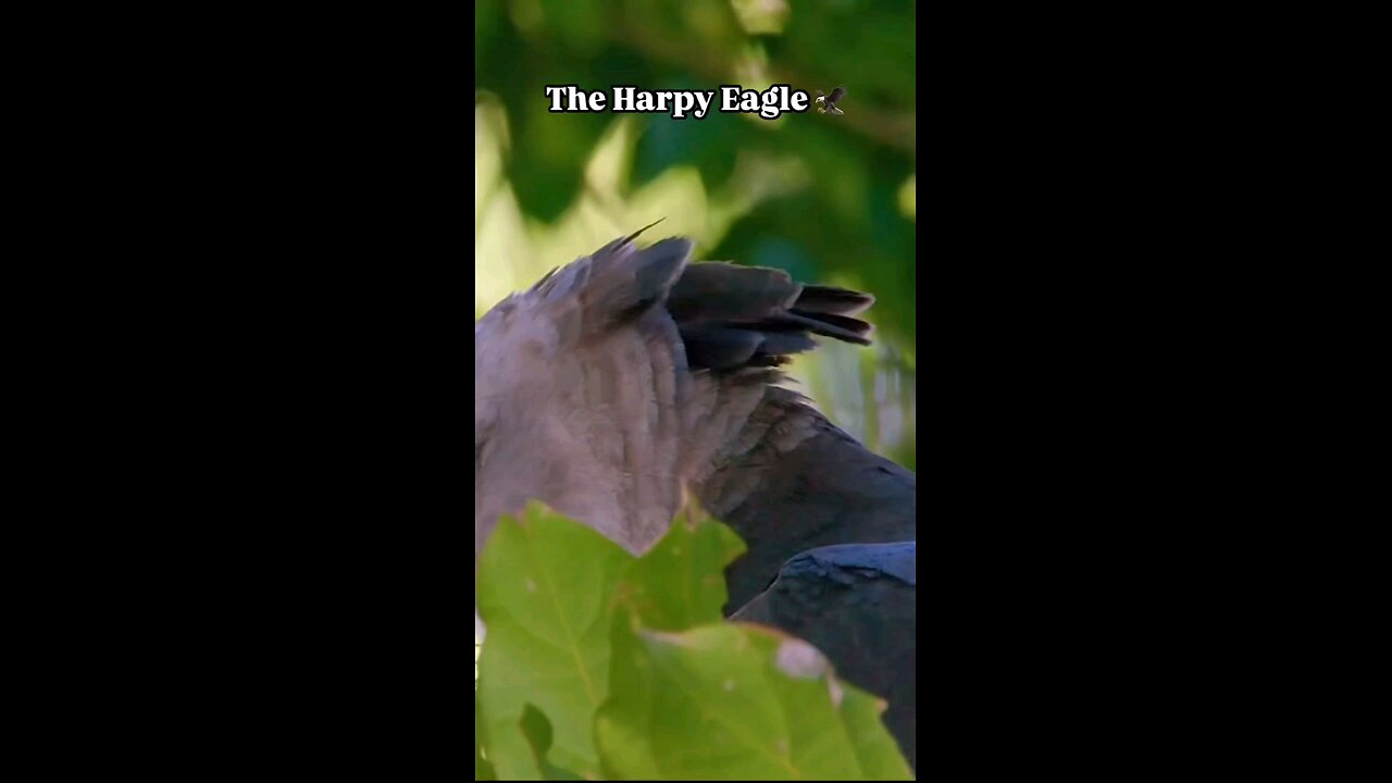 harpy eagle