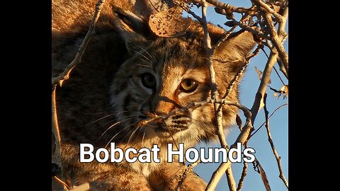 High desert bobcat hound hunt