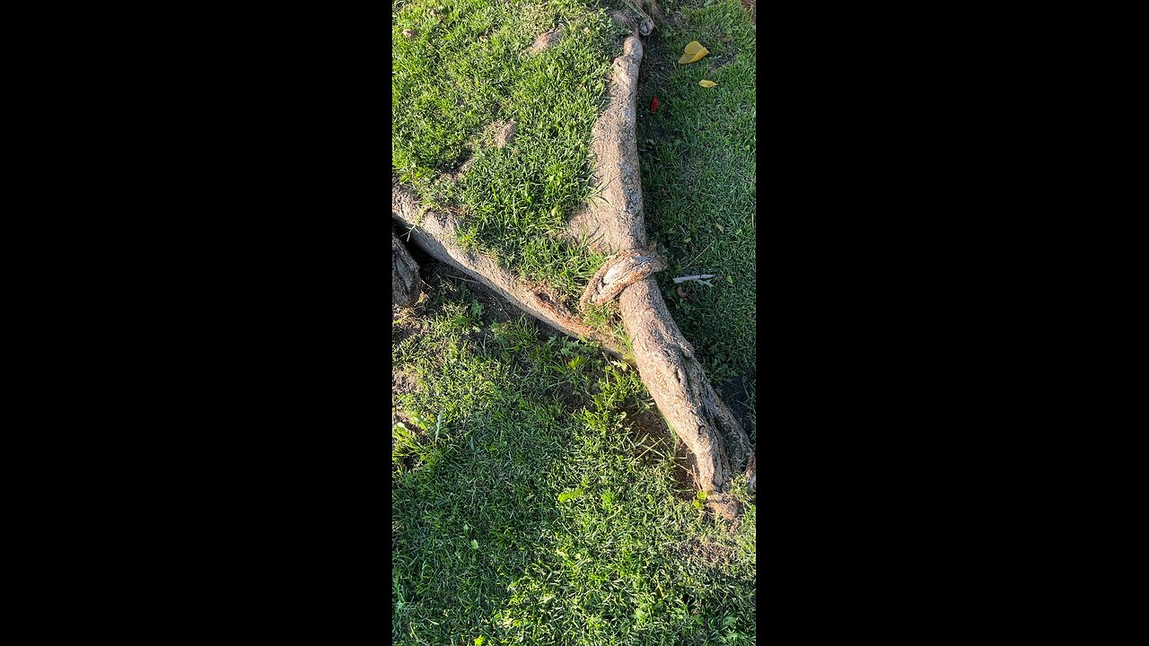 The beauty of trees