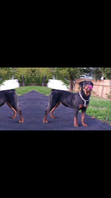 Doneyuno Rotties