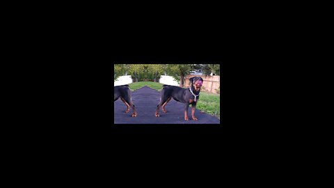 Doneyuno Rotties
