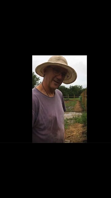 Let your weeds help you build soil.