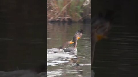 Anhingas Chase Each Other #shorts #short