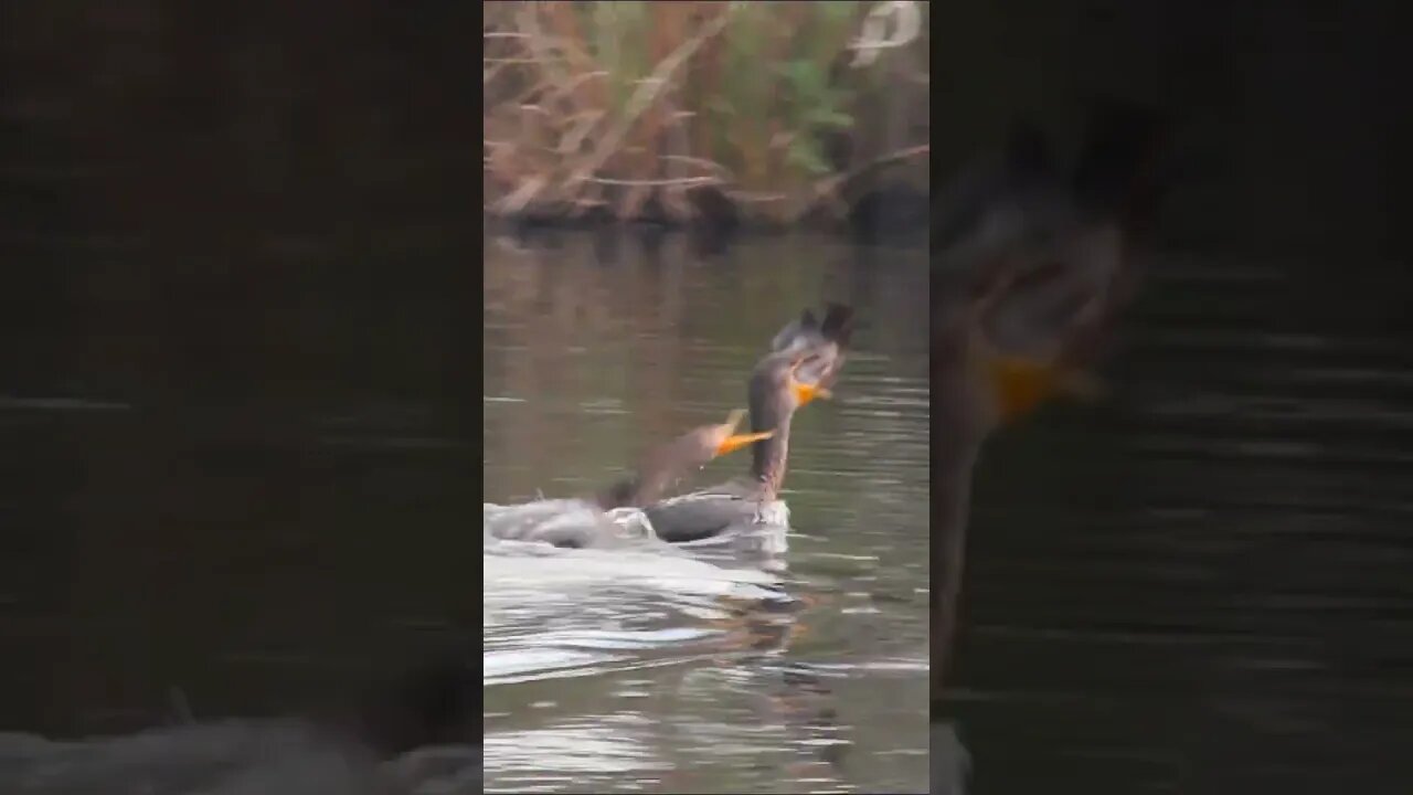 Anhingas Chase Each Other #shorts #short