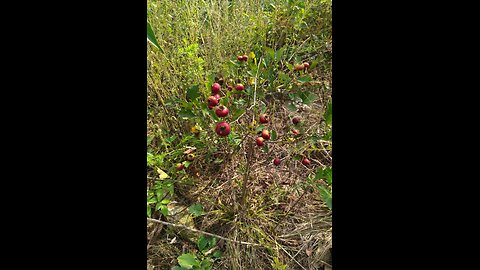 Tree Fruit Orange apple
