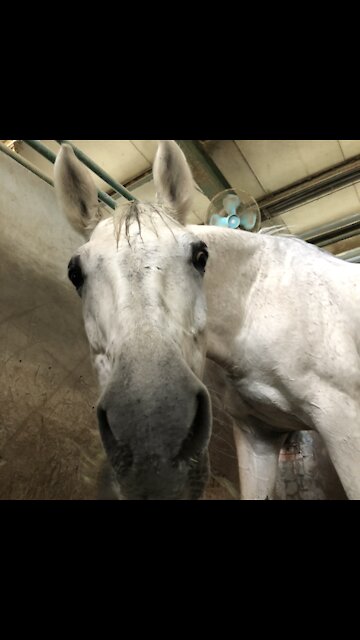 Feed carrots to a white horse