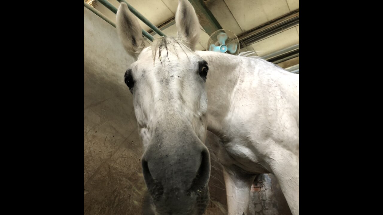 Feed carrots to a white horse