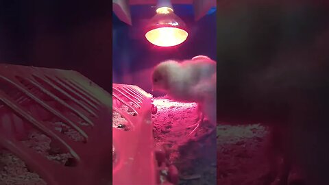 More footage from the chicks camera. Spring is here!