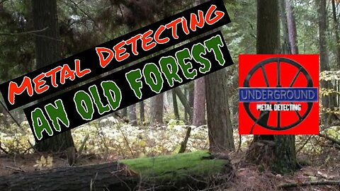 Metal Detecting in an Old Forest