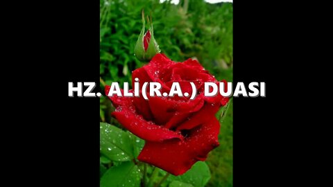 PERŞEMBE GÜNÜ EVRADI / HZ ALİ (R.A.) DUASI
