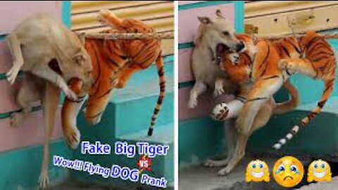 Wow!!! Big Fake Tiger Prank Dog So Funny Just For Laughs Troll Prank Dog Try Not To Laugh Challenge